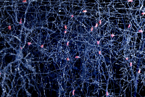 The Role of Cortical Plasticity in Balance and Proprioception Rehabilitation